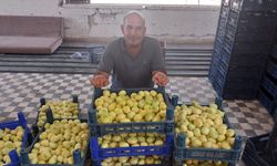 Mut inciri 35 bin ton rekolteyle Dubai ve Almanya'ya ihraç ediliyor
