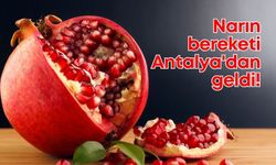Antalya, 2024 nar üretiminde Türkiye birincisi oldu!