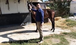 Muğla'da atlar güvende