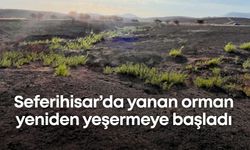Bu topraklardan umut kesilmez: Seferihisar’da yanan orman yeniden yeşermeye başladı
