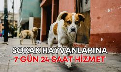 Antalya’da 7 gün 24 saat sokak hayvanlarına hizmet veriliyor!