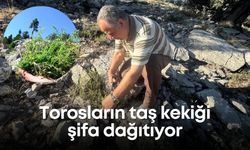 Torosların taş kekiği şifa dağıtıyor: Aksekililer yaylalara akın ediyor