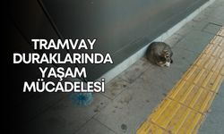 Antalya'da tramvay duraklarında yaşam mücadelesi!