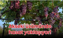 Akseki üzümünde hasat yaklaşıyor!