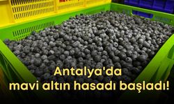 Antalya'da mavi altın hasadı başladı!