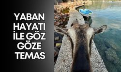 Demre Kekova’da unutulmaz anlar! Yaban hayatı ile göz göze temas