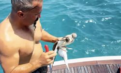 Alanya’da kahraman kaptan: Yaralı martıyı kurtardı