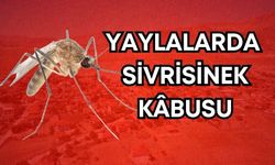 Antalya’da yaylalarda sivrisinek kâbusu! Balkona çıkmak hayal oldu