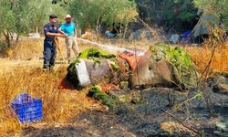 Kumluca'da zeytin bahçesi yangında zarar gördü