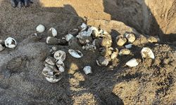 Alanya'da minik cerattalar denizle buluşuyor
