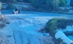 Mersin’de motosiklet sürücüsü, köpek saldırısına uğradı