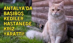 Antalya’da başıboş kedilerin devlet hastanesini mekan tutması tepki çekti!