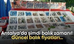 Antalya’da şimdi balık zamanı! Güncel balık fiyatları…