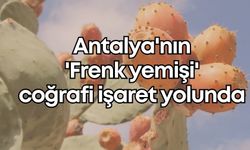 Antalya'nın 'Frenk yemişi' coğrafi işaret yolunda
