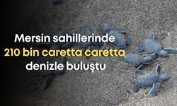 Mersin sahillerinde 210 bin caretta caretta denizle buluştu