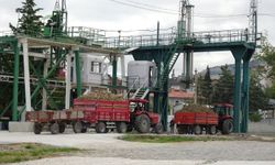 700 bin ton pancardan 80 bin ton şeker üretilecek