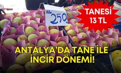 Antalya’da tane ile incir dönemi! Tanesi 13 TL