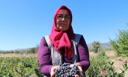 Antalya'dan köyüne döndü, kalbine şifa olan aronya yetiştirmeye başladı