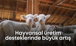 Hayvansal üretim desteklerinde büyük artış