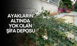 Antalya’da ayakların altında yok olan şifa deposu! Binlerce kişi farkına varmadan eziyor