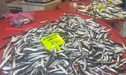 Muğla'da hamsi sezonu başladı!