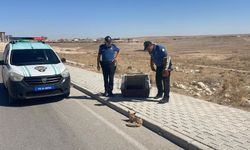 Karaman'da yaralı yavru tilki duyarlı vatandaş sayesinde kurtarıldı