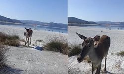 Salda Gölü’nün yeni sakinleri: Kızıl geyikler görüntülendi