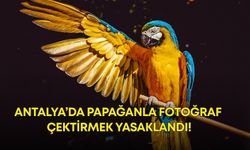 Antalya’da papağanla fotoğraf çektirmek yasaklandı!