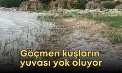Göçmen kuşların yuvası yok oluyor: Eğirdir Altınkum’da sazlıklar kesildi