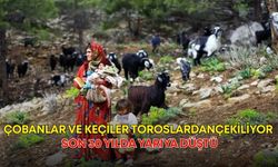 Çobanlar ve keçiler Toroslardan çekiliyor! Son 30 yılda yarıya düştü
