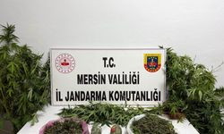 Mersin'de balkon ve bahçede uyuşturucu serası