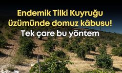 Endemik Tilki Kuyruğu üzümünde domuz kâbusu! Tek çare bu yöntemi buldular