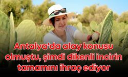 Antalya'da alay konusu oldu, şimdi dikenli incirle ihracata başladı
