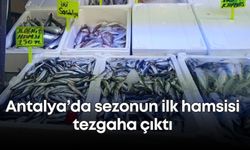Antalya’da sezonun ilk hamsisi tezgaha çıktı