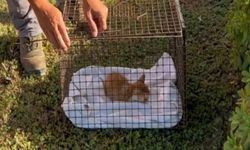Kaş’ta aracın çarptığı yavru kedi tedavi altına alındı