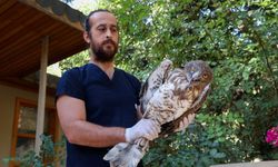 Antalya Doğal Yaşam Parkı’nda yılan kartalı yeniden doğaya döndü