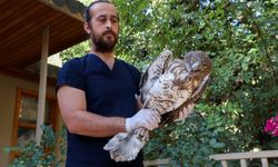 Antalya Doğal Yaşam Parkı’nda yılan kartalı yeniden doğaya döndü