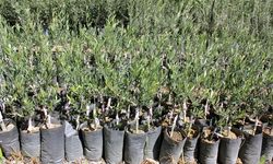 Antalyalı çiftçilere 250 bin yeşil zeytin fidesi dağıtıldı!