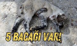 Manavgat’ta 5 bacaklı kuzu şaşkınlık yarattı