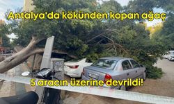 Antalya'da faciadan dönüldü: Kökünden kopan ağaç 5 aracın üzerine devrildi!
