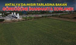 Antalya’da mısır tarlasına bakan gördüğüne inanmakta zorlandı