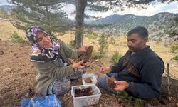 Torosların zirvesinde bal avı: Arıcıların 'firari arı' mesaisi
