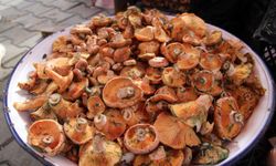 Muğla'da çınar mantarı tezgahları süslemeye başladı