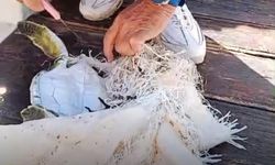 Marmaris'te denizden kurtarılan yavru kaplumbağa çöp tehlikesini gündeme taşıdı!