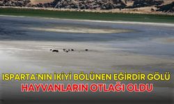 Isparta’nın ikiyi bölünen Eğirdir Gölü hayvanların otlağı oldu