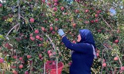 Isparta'da pestisit mücadelesi! Tonlarca elma imha edilmiş