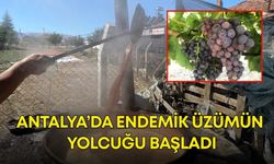 Antalya’da endemik üzümün yolcuğu başladı! Üzüm fiyatları ne kadar?