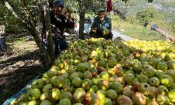 Gazipaşa’nın Coğrafi İşaretli Nar için hasat zamanı