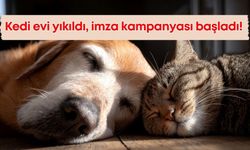 Antalya Falez Park’ta kedi evi yıkıldı, tepkiler imza kampanyasına dönüştü!