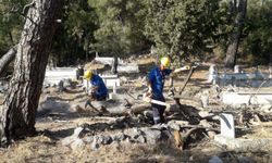 Muğla’da mezarlıkta kesilen ağaçlar ihtiyacı sahibi aileler odun oluyor